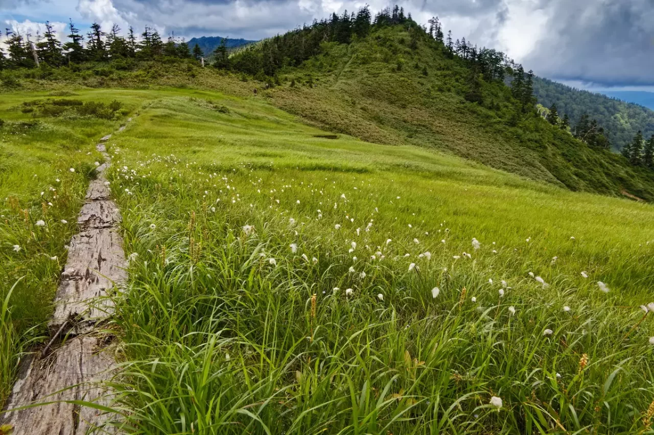 ワタスゲ咲く会津駒ヶ岳・大津岐峠への稜線