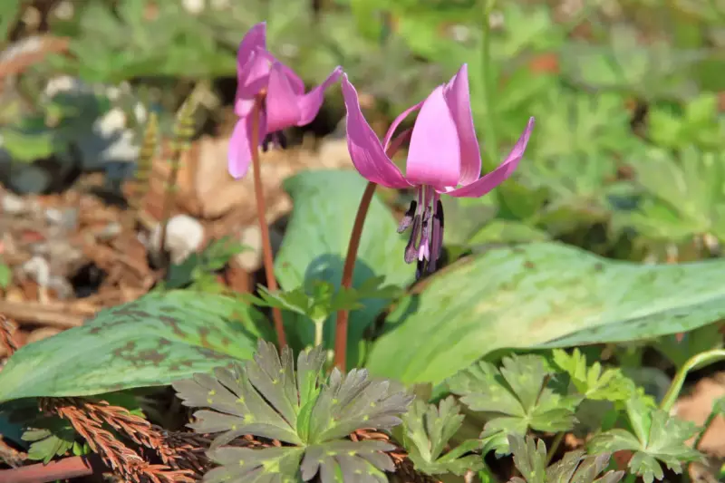 3月 お花見登山
カタクリの花