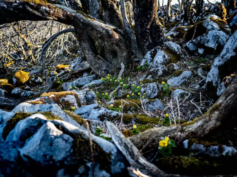 3月 お花見登山
霊仙山 福寿草群生