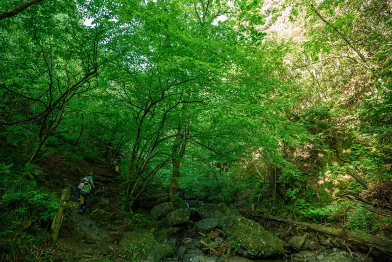 (埼玉県)新緑の棒ノ折山を登る登山者