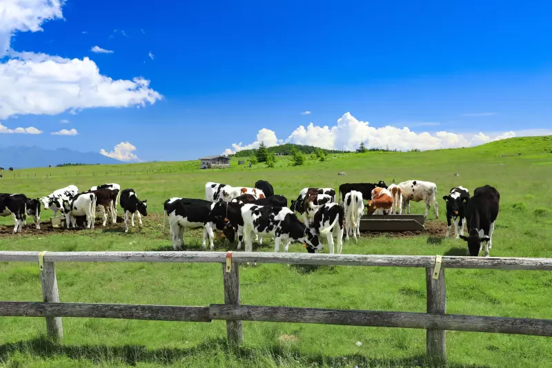 【日帰り登山】美ヶ原-初心者も楽しめる難易度別ルートとおすすめ観光スポットを紹介