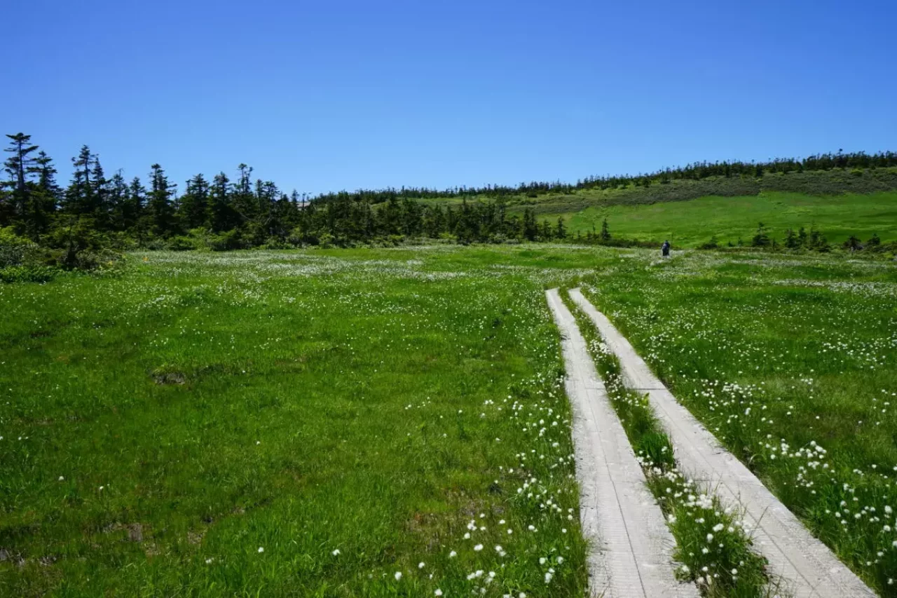 行って見よう夏の八幡平