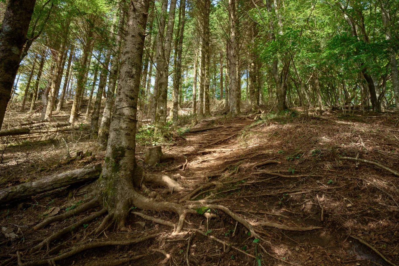 【道迷い遭難対策】登山で道迷いが起きる原因と対処法を学ぼう