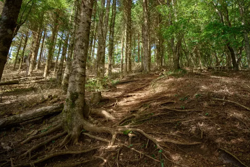 【道迷い遭難対策】登山で道迷いが起きる原因と対処法を学ぼう