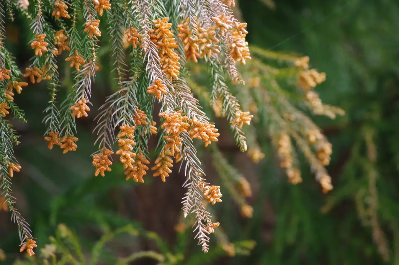 登山中の花粉対策-オールシーズン活躍する高機能マスクから花粉に直接アプローチするタイプまで一挙紹介