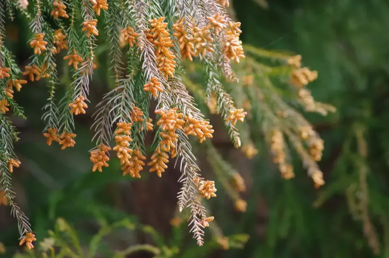 登山中の花粉対策-オールシーズン活躍する高機能マスクから花粉に直接アプローチするタイプまで一挙紹介|マスク・フェイスマスク|登山ウェア|山のモノ|登山・トレラン・山スキーマガジン「山旅旅」