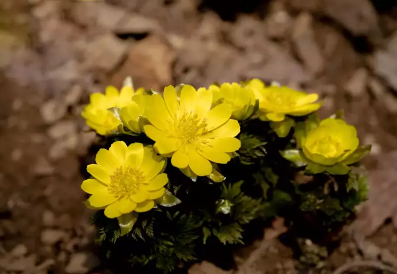 3月 お花見登山
早春の山中に咲くフクジュソウ