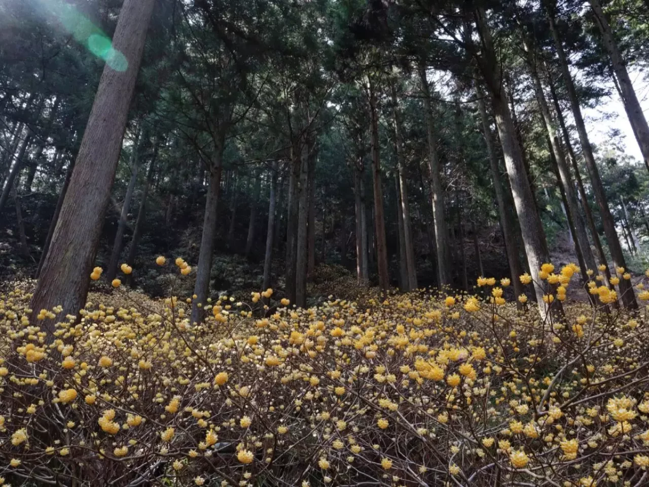 3月 お花見登山《厚木市七沢・不動尻》ミツマタの群生地・満開のミツマタ