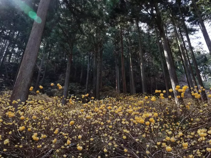 3月 お花見登山《厚木市七沢・不動尻》ミツマタの群生地・満開のミツマタ