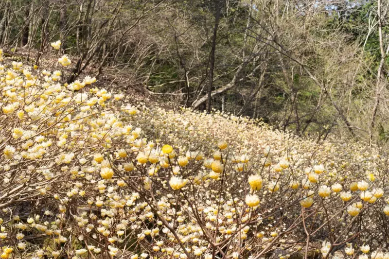 3月 お花見登山
ミツマタ群生地(都留アルプス)