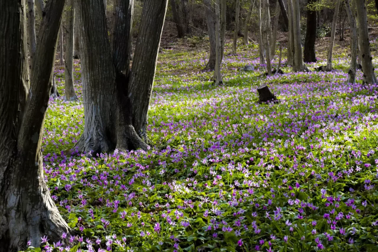 3月 お花見登山
かたくりの園 みかも山公園