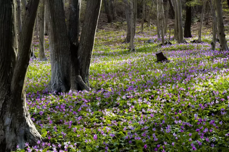 3月 お花見登山
かたくりの園 みかも山公園