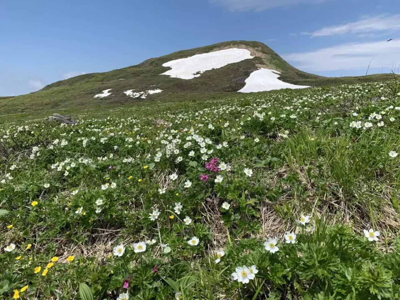 焼石岳とハクサンイチゲのお花畑