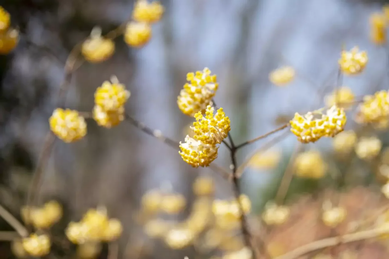 3月 お花見登山
ミツマタ 黄色い イエロー