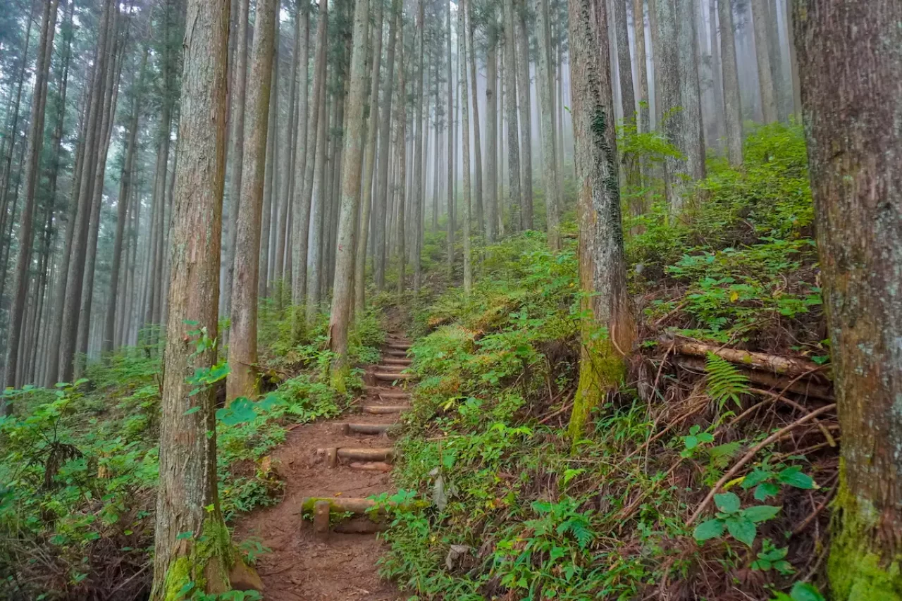鋸山の登山道