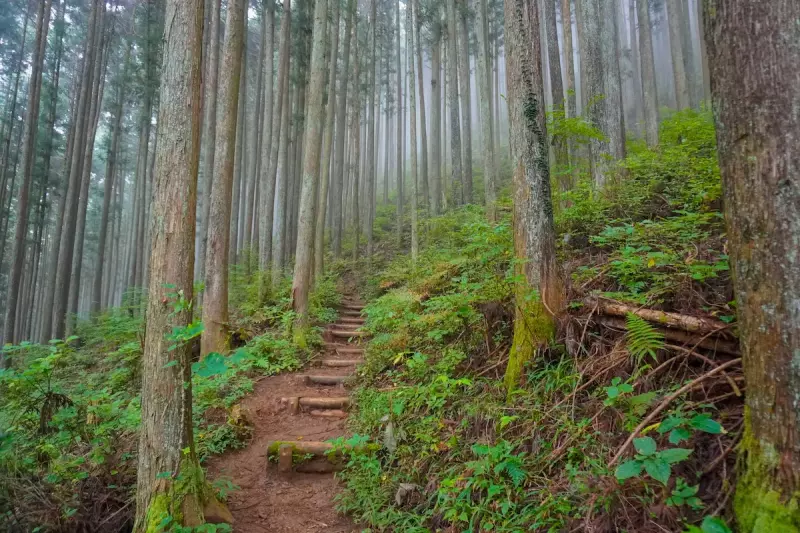 鋸山の登山道