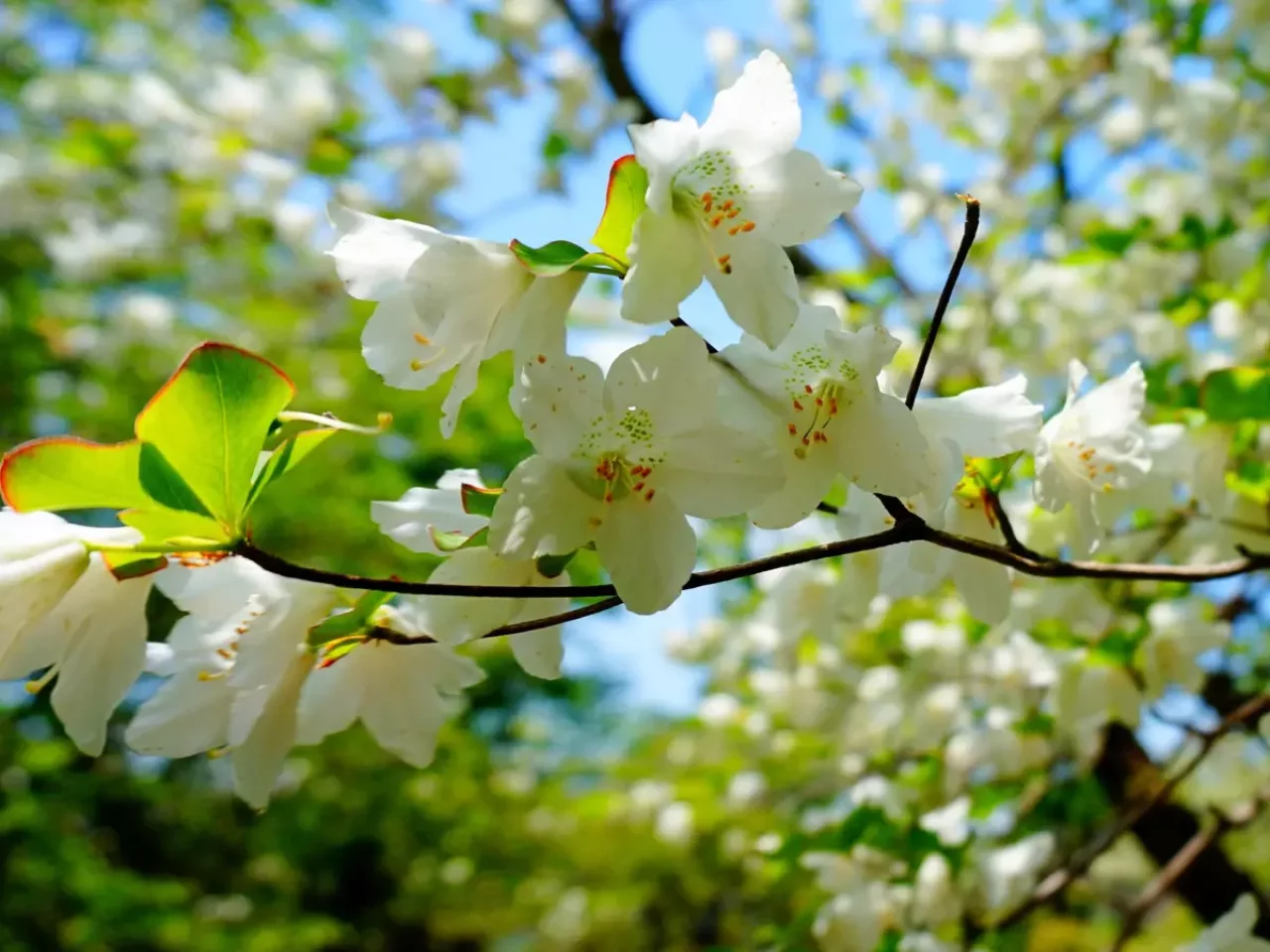 釈迦ヶ岳のシオヤシロ