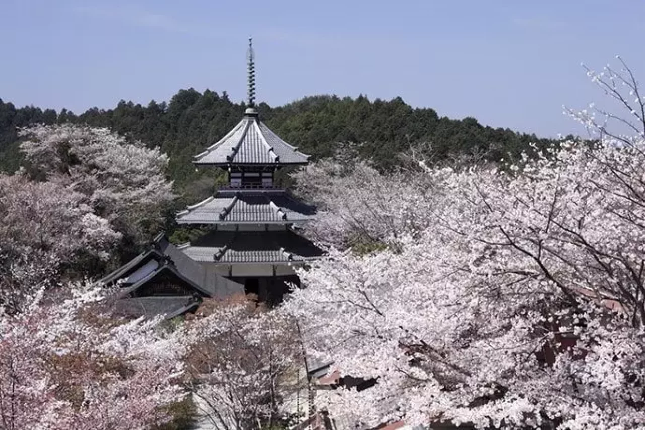 吉野山の桜「吉野朝宮跡」