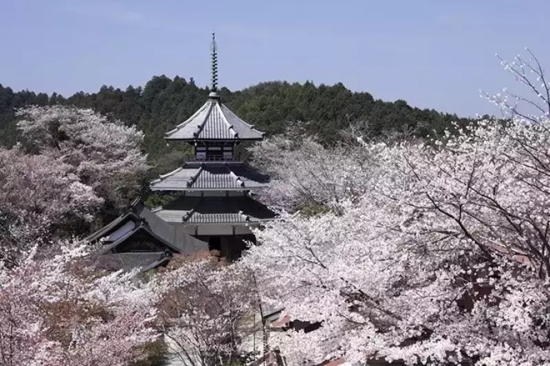 吉野山の桜「吉野朝宮跡」
