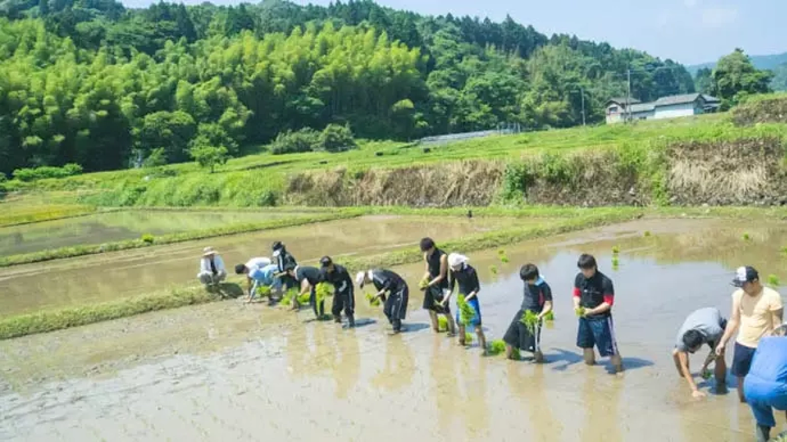 初夏の大分で田植えから始める酒作り体験