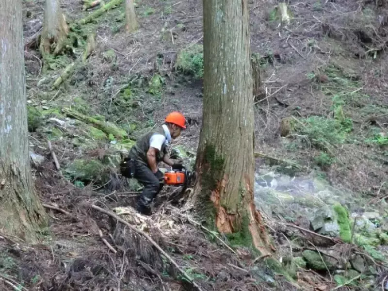 吉野山の木