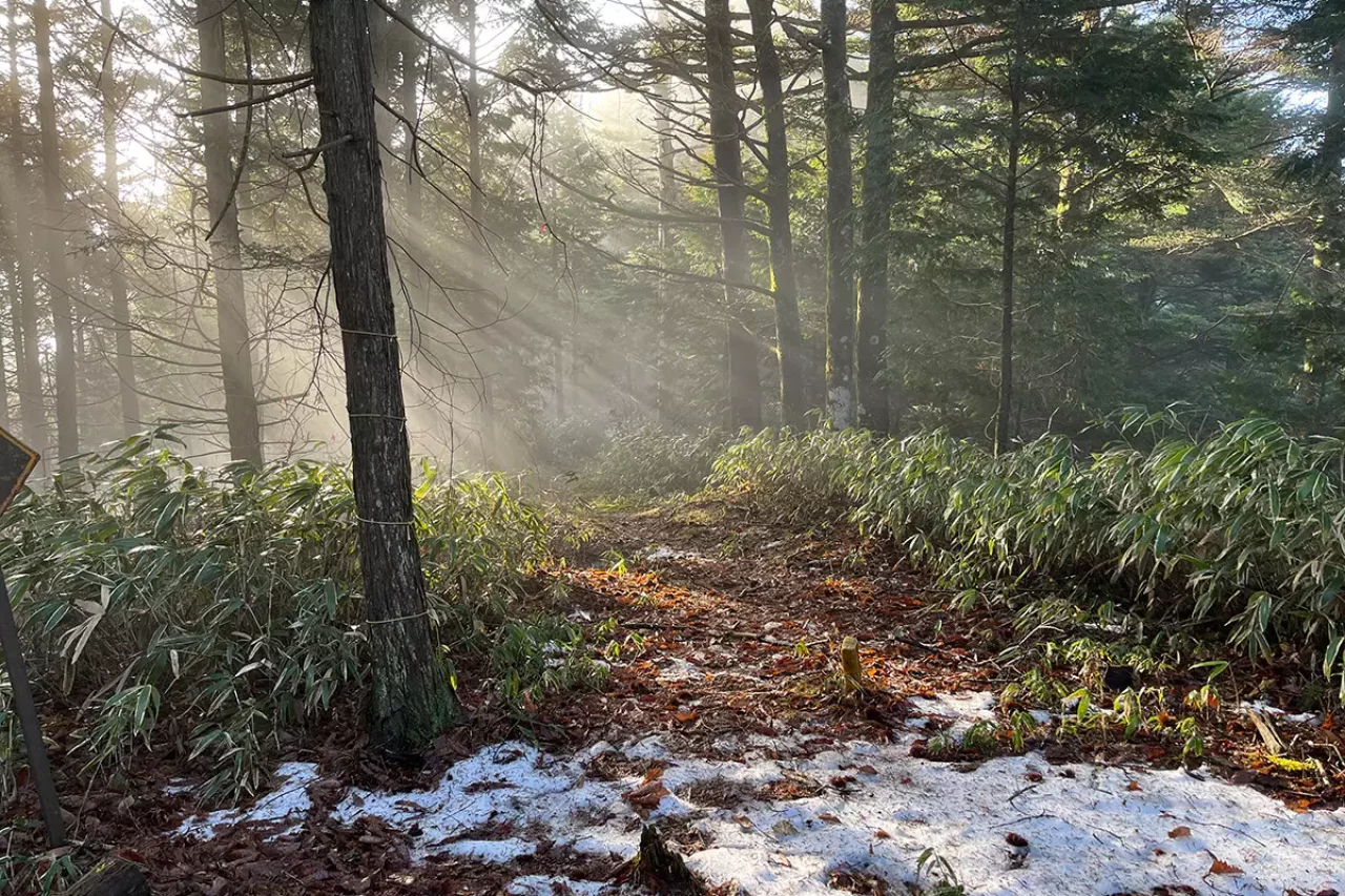 高鳥屋山の尾根付近